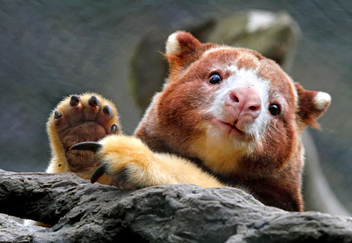 Extremely Cute Tree-Kangaroos