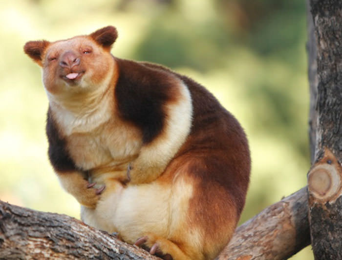 Extremely Cute Tree-Kangaroos