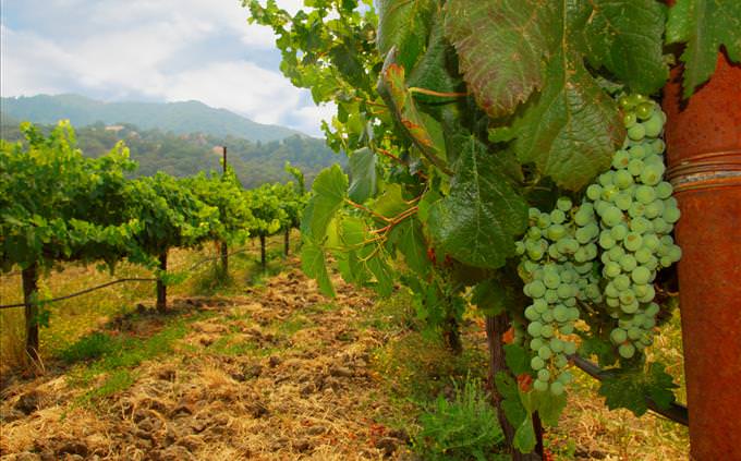 white grapes in vineyard