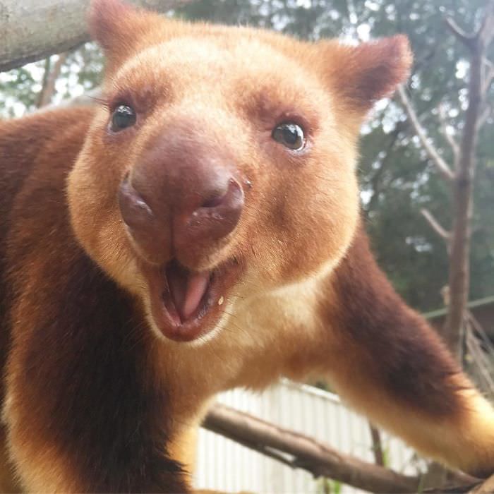 Extremely Cute Tree-Kangaroos