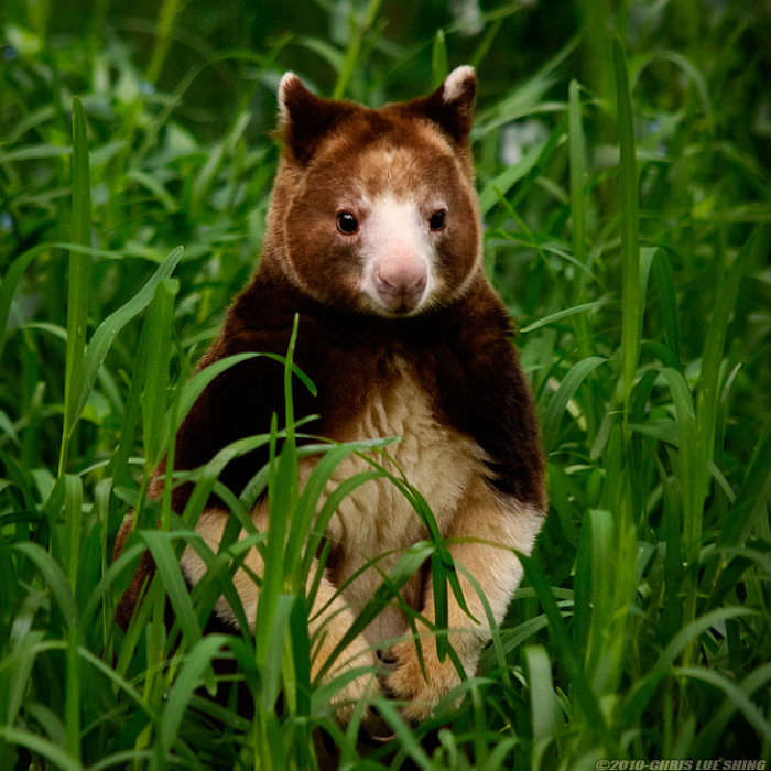 Extremely Cute Tree-Kangaroos