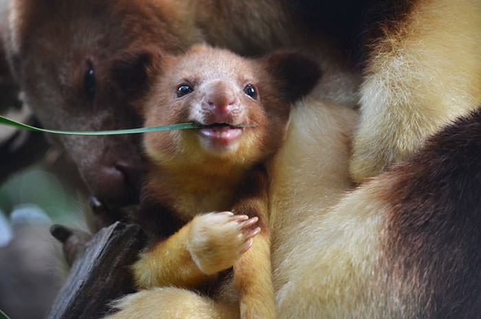 Extremely Cute Tree-Kangaroos