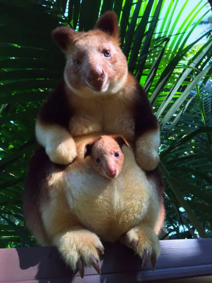 Extremely Cute Tree-Kangaroos