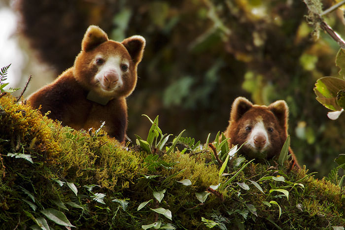 Extremely Cute Tree-Kangaroos