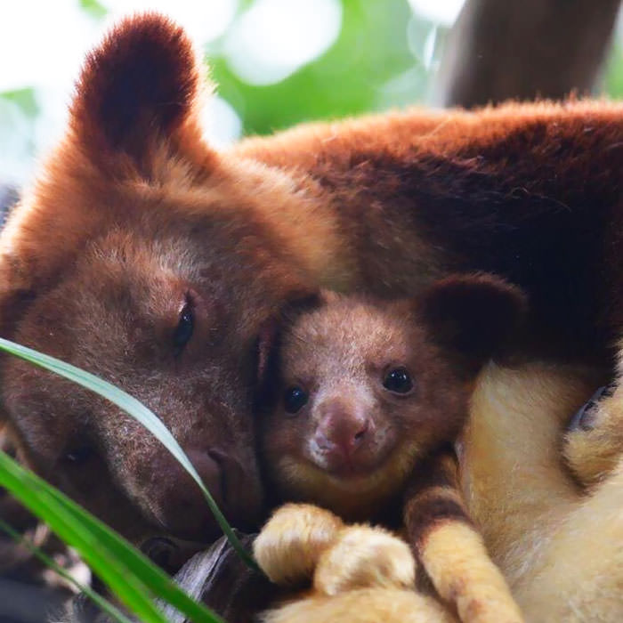 Extremely Cute Tree-Kangaroos