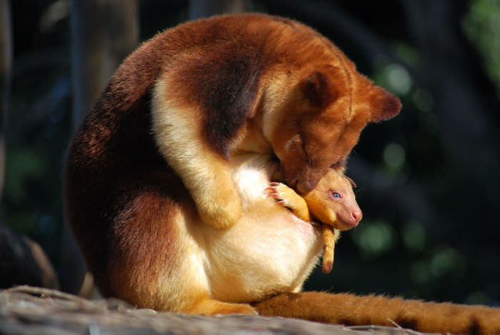 Extremely Cute Tree-Kangaroos