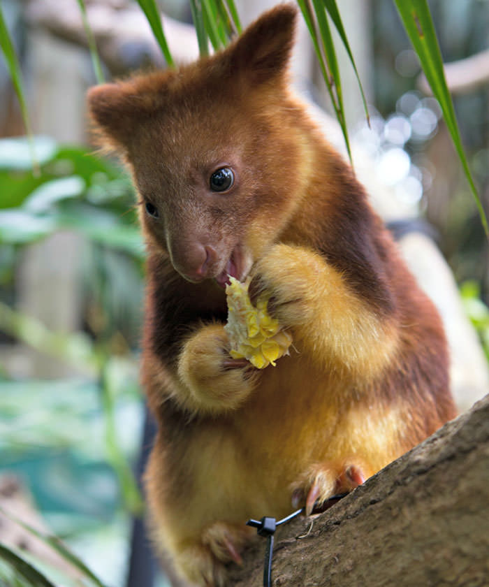 Extremely Cute Tree-Kangaroos