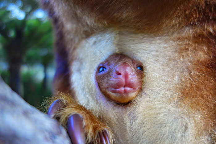 Extremely Cute Tree-Kangaroos