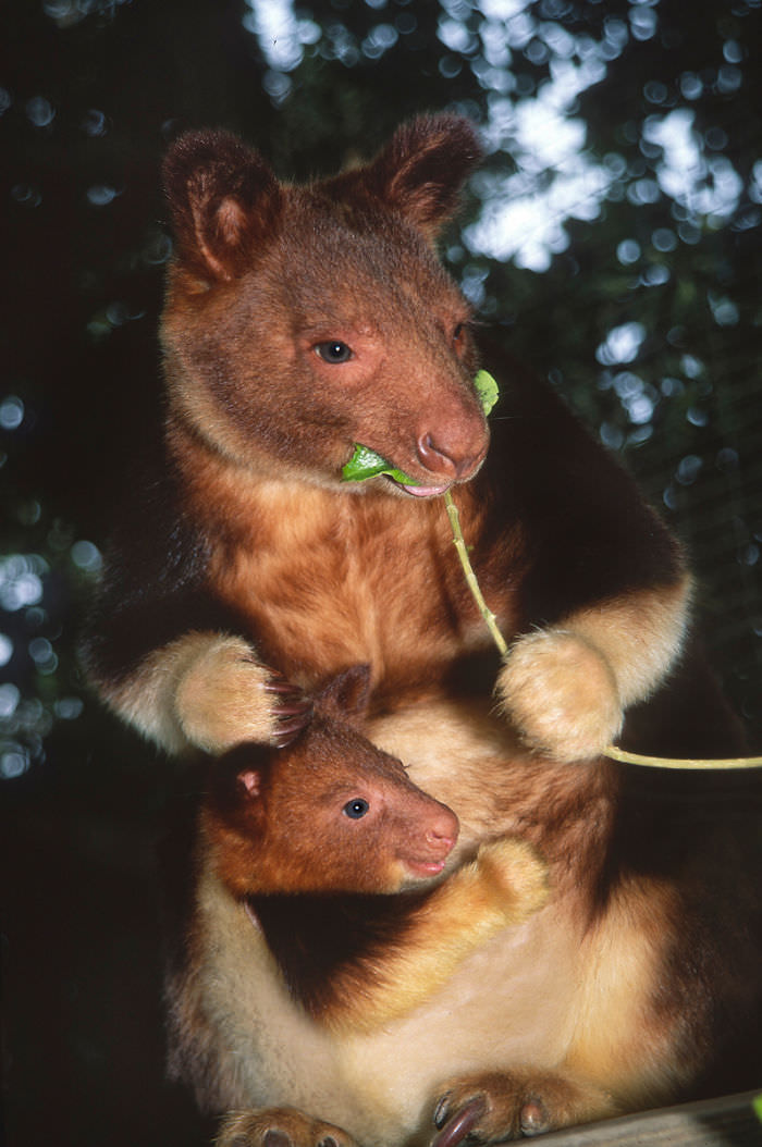 Extremely Cute Tree-Kangaroos