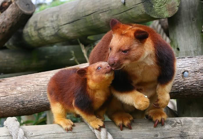 Extremely Cute Tree-Kangaroos