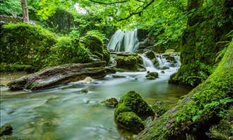 river in forest