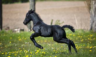 black horse