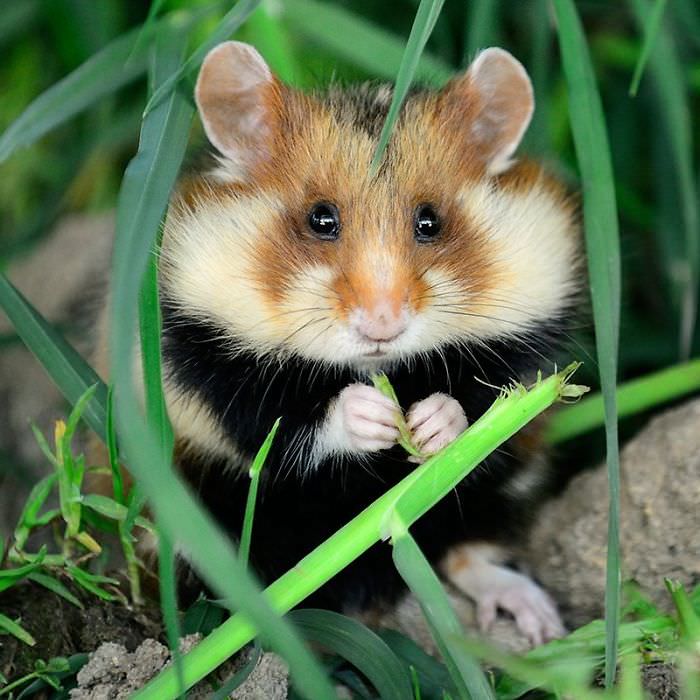 Photos of Cute Wild Hamsters