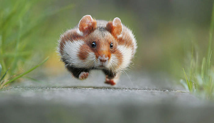 Photos of Cute Wild Hamsters