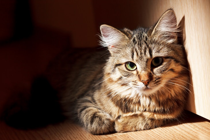 Treat Dangerous (Yet Common) Cat Diseases With These Tips