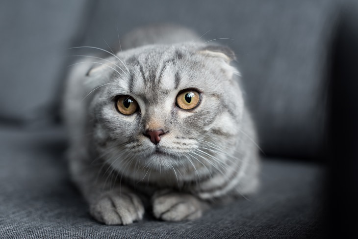 treat-dangerous-yet-common-cat-diseases-with-these-tips