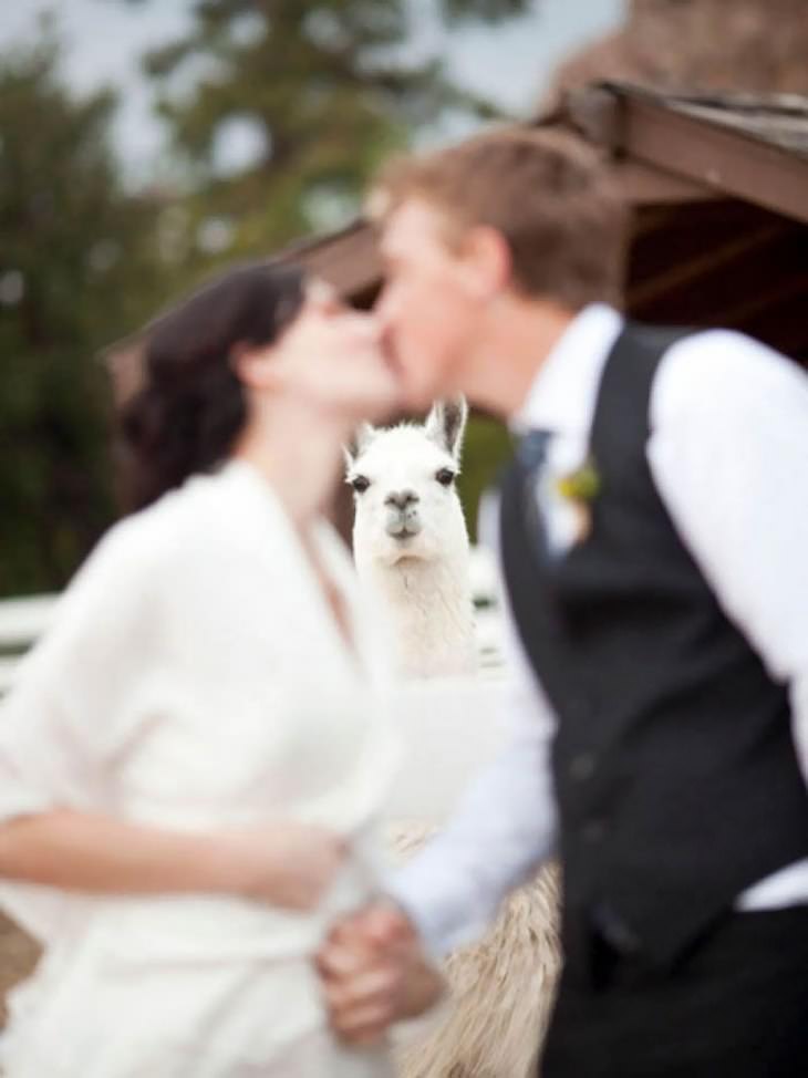 20 Hilarious Wedding Photobombs