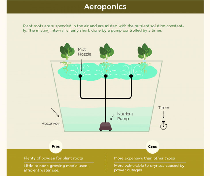 VISUAL GUIDE: An Introduction to Hydroponics