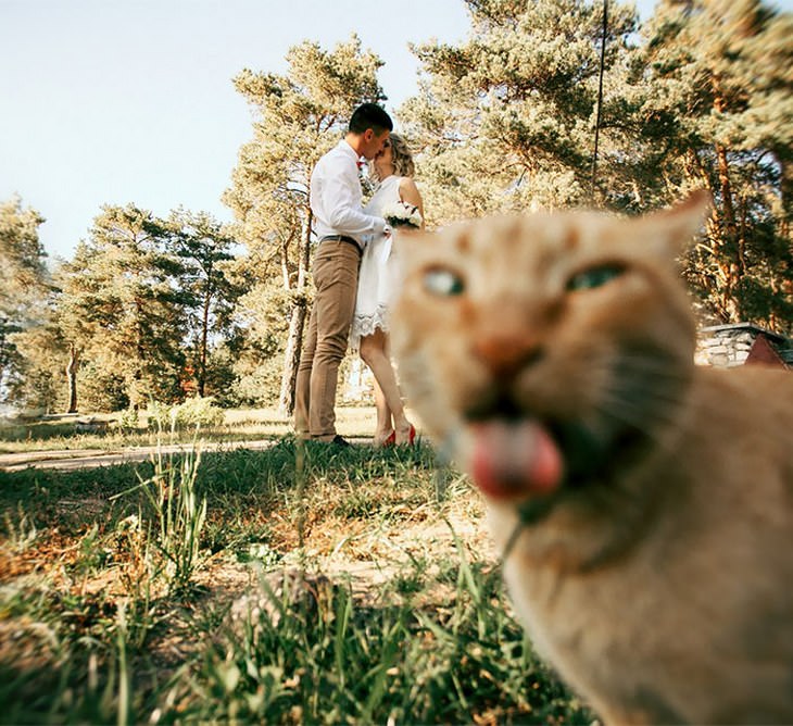 20 Hilarious Wedding Photobombs