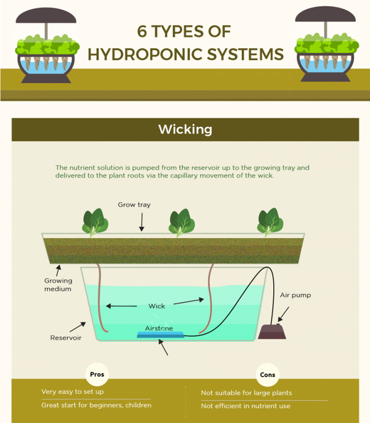 hydroponics-infographics