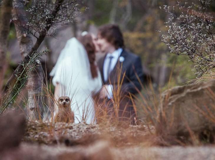 20 Hilarious Wedding Photobombs