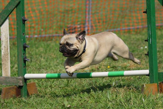 pug jumping over obstacle