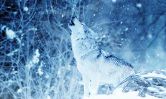 wolf in ice