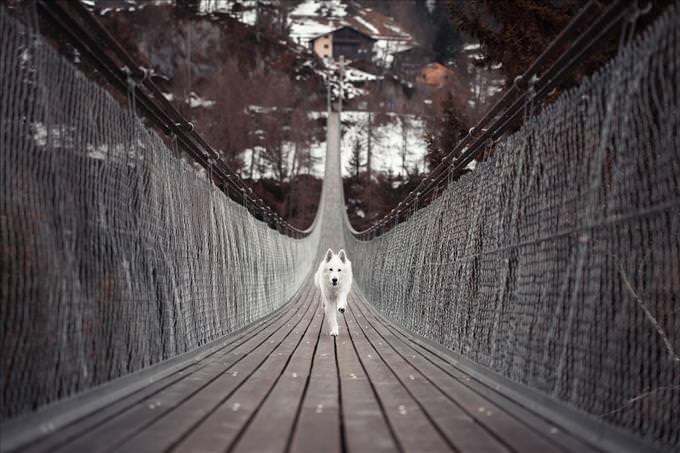 Husky on bridge