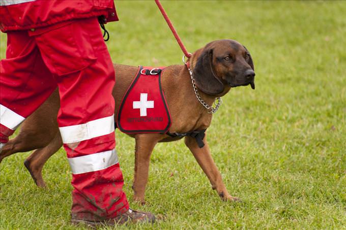 training a rescue dog