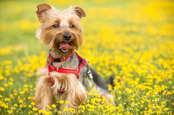 Yorkshire Terrier in field of flowers