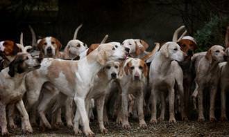 cockerspaniels