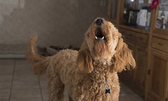 labradoodle