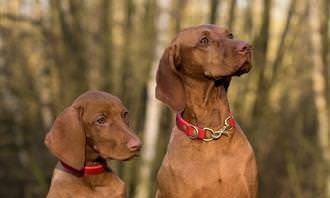 dobermans