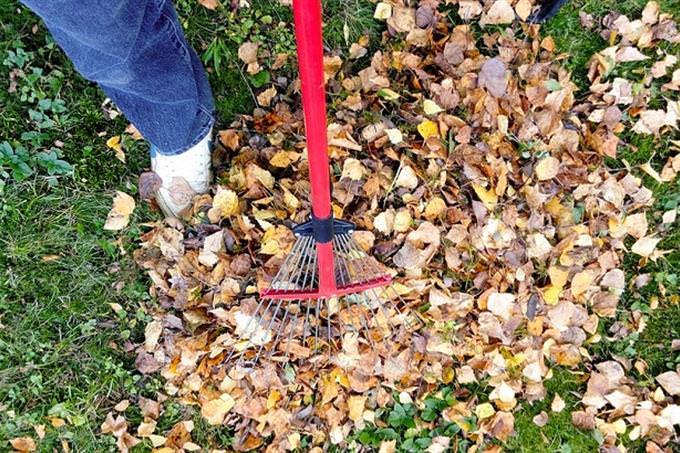 man raking leaves