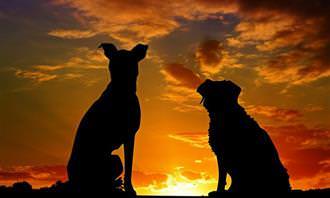 pair of dogs in front of a sunset