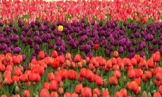 field of purple and red tulips