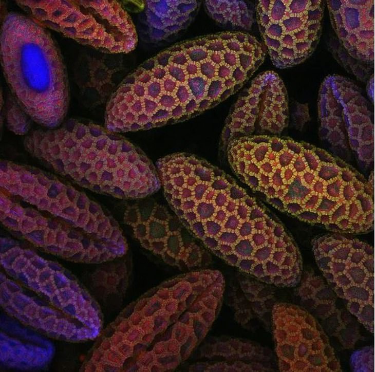 10 Award-Winning Microscopic Photos