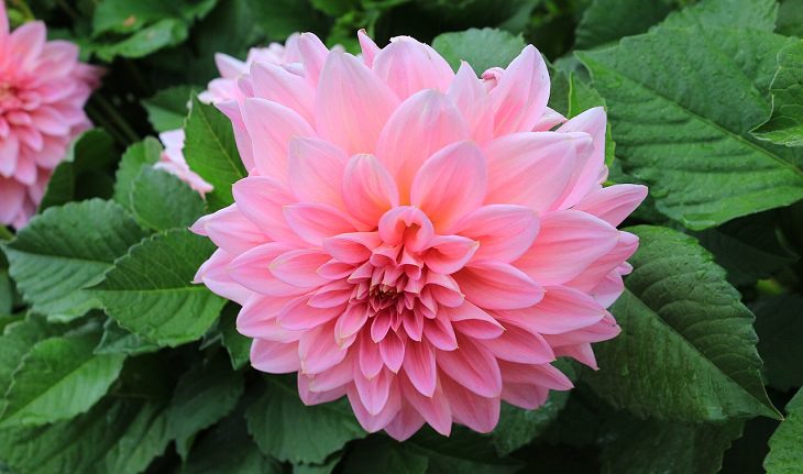 10 Wonderful Flowers You Can Grow At Home