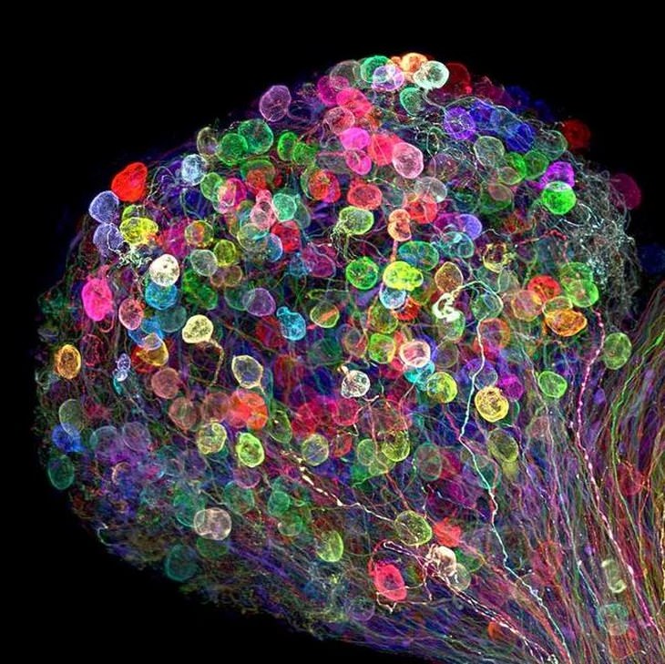 10 Award-Winning Microscopic Photos