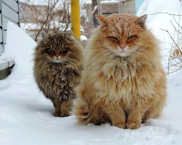 Majestic Siberian Cats