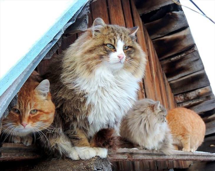 Majestic Siberian Cats