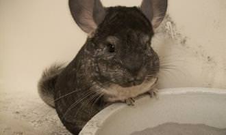 Chinchilla