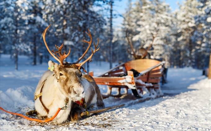 reindeer and sleigh in lapland