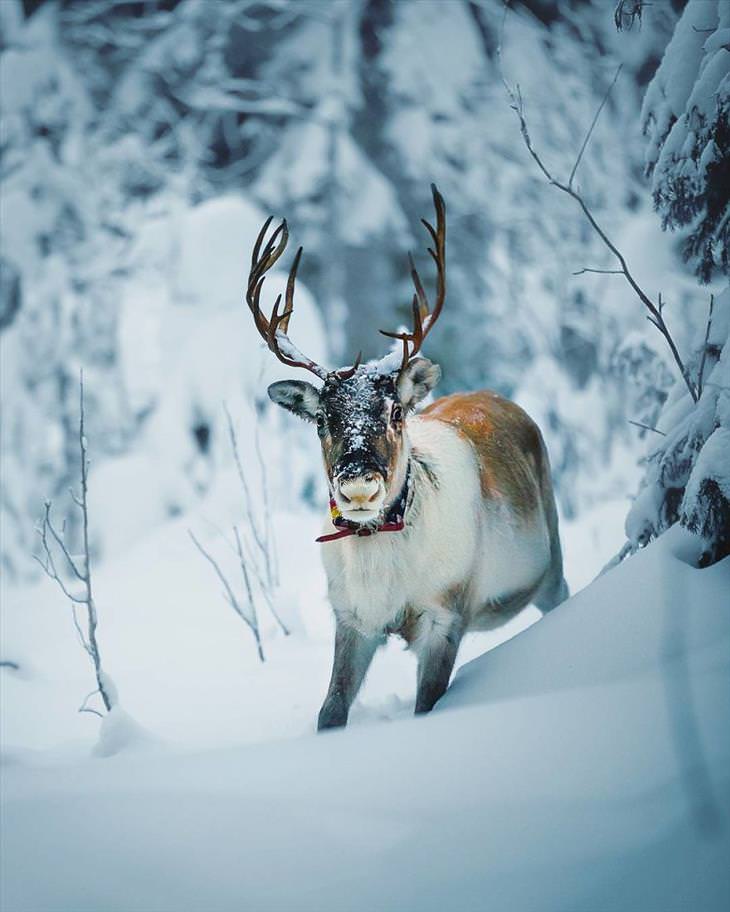 Stunning Shots of Finnish Forest Animals