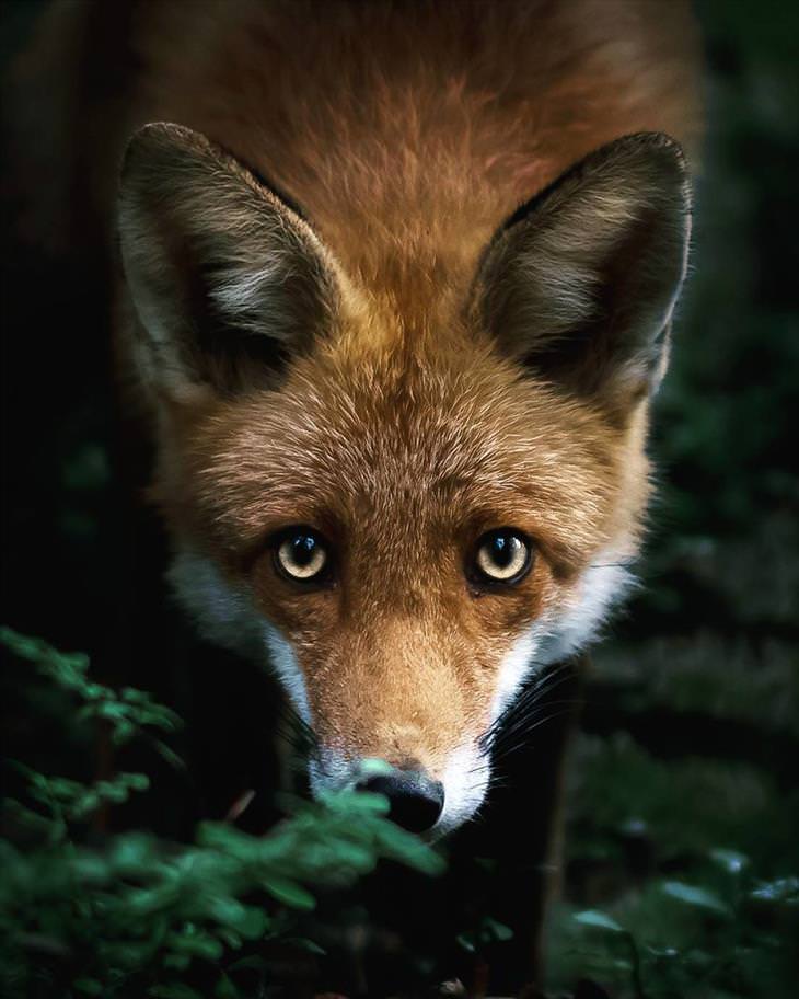 Stunning Shots of Finnish Forest Animals | Design & Photography - BabaMail