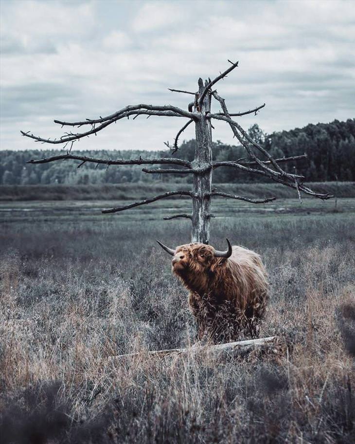 Stunning Shots of Finnish Forest Animals