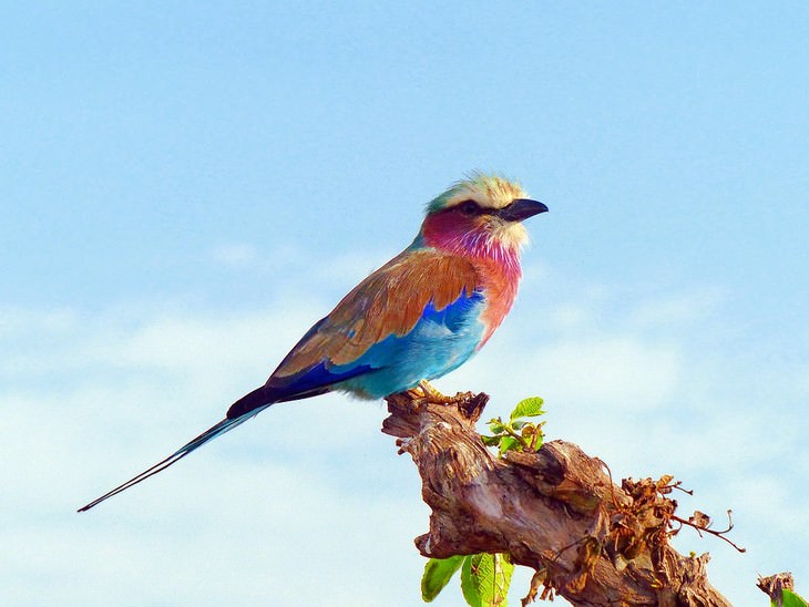 The World S Most Beautiful And Exotic Birds