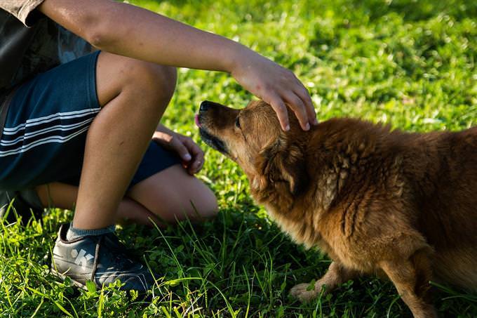 A man petting a dog