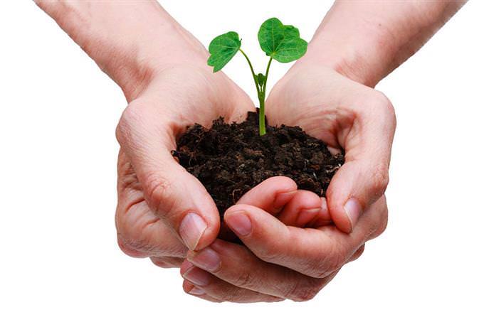 Hands holding dirt with a plant sprout