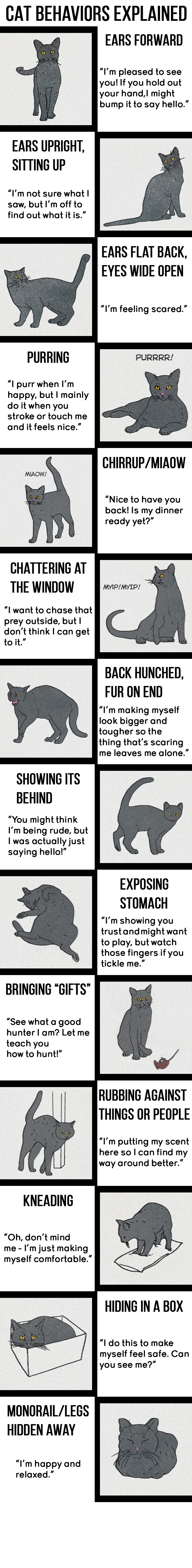 The Low-Down On Your Cat's Odd Behavior